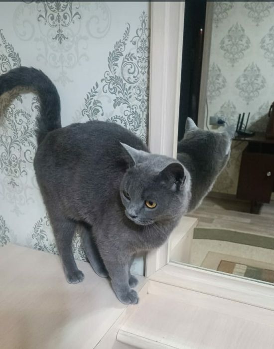 Отдам в добрые руки кошечку/девочка/БРИТАНКА