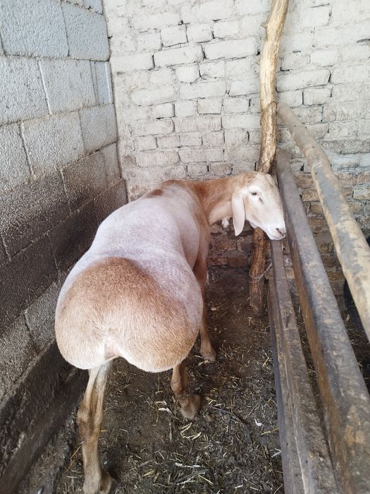 Arashan zotli qoʻy ishonchli sogʻlom hali tish chiqmagan yosh. 115 +kg
