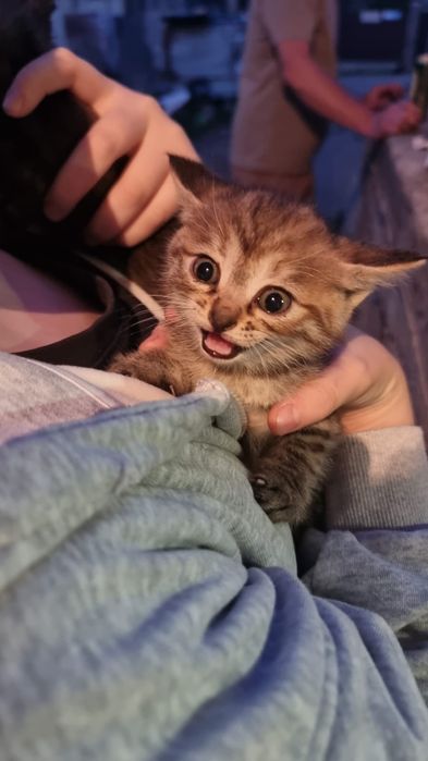 Отдам котят в хорошие руки