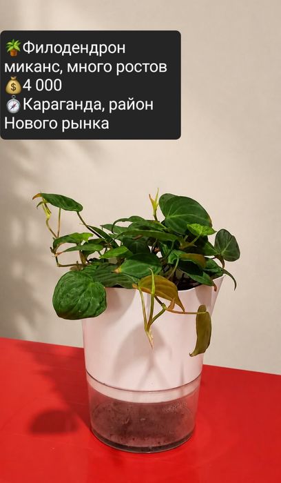 Комнатные цветы  для уюта в доме