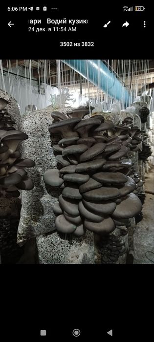 Вешинки   Грибы. Семена КА  17  штп