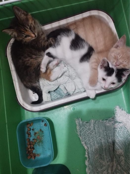 Котята в добрые руки!