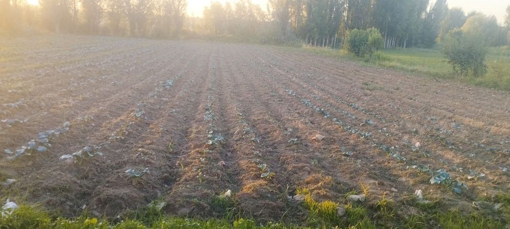 Yer sotiladi. 10 sotx