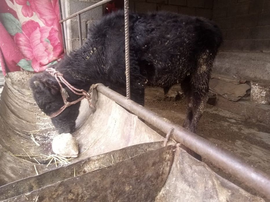 Бұқа сатылады...