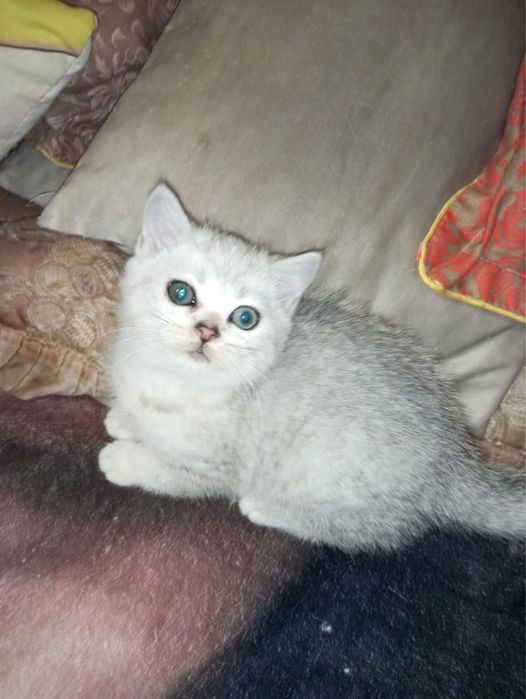 Продаются британские котята