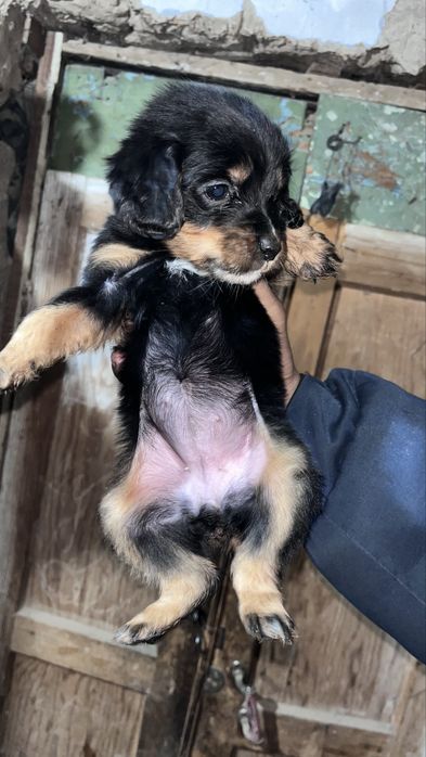 Щенки спаниеля.