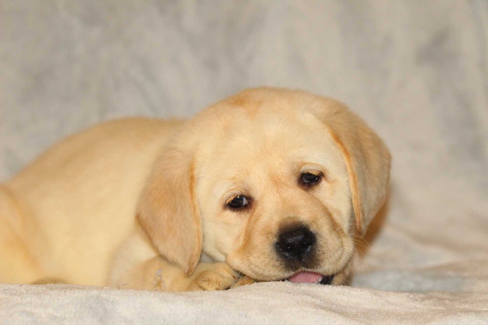 pui labrador calitate deosebita