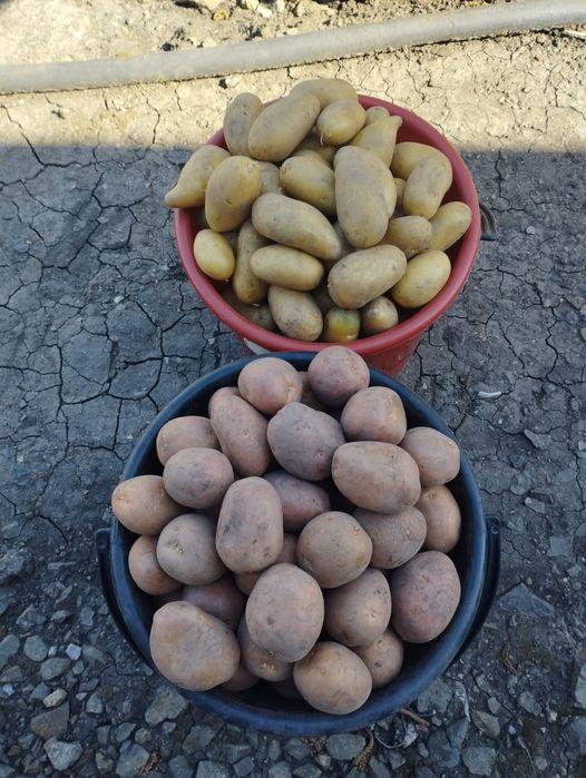 Продам семенной картофель