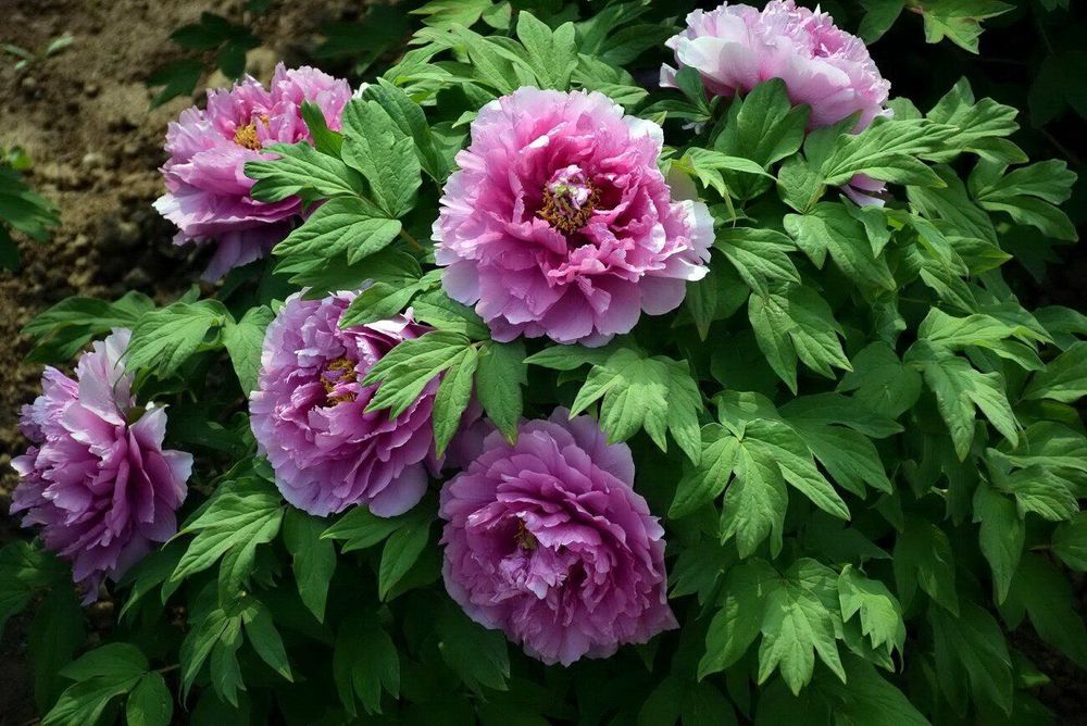 Bujor Arbustiv la Ghiveci