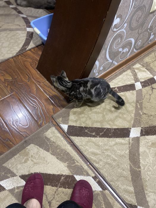 Котенок мальчик ласковый