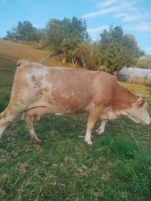 Vând vaca bălțata românească