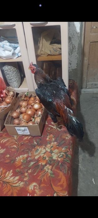 Dakan xuroz sotiladi