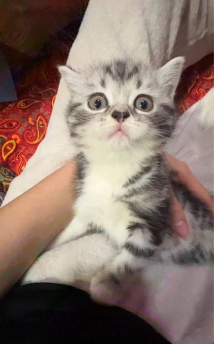 Кошка скотииш с гаранти