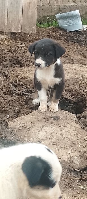 Алабай ұрғашы күшіктер