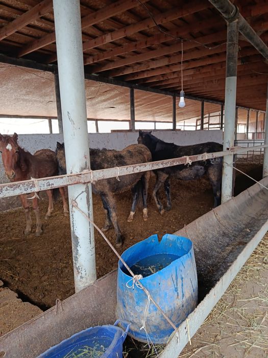 Биелер сатылады, 5-бас.