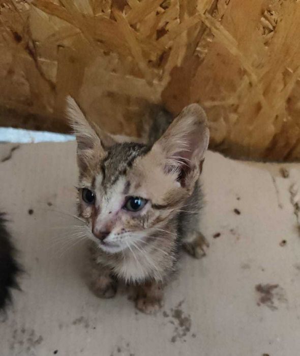 Adoptie pui de pisica
