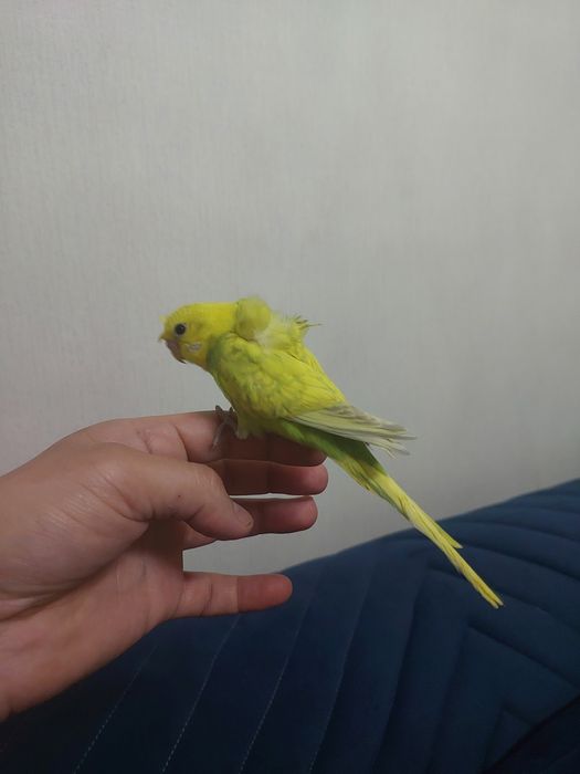 Хогаромо мальчик попугай