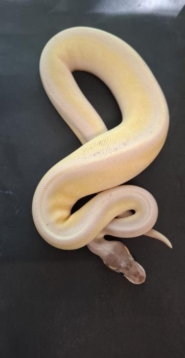 Кралски Питони - Различни разцветки