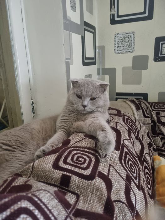 Кот Скотиш Фолд мальчик