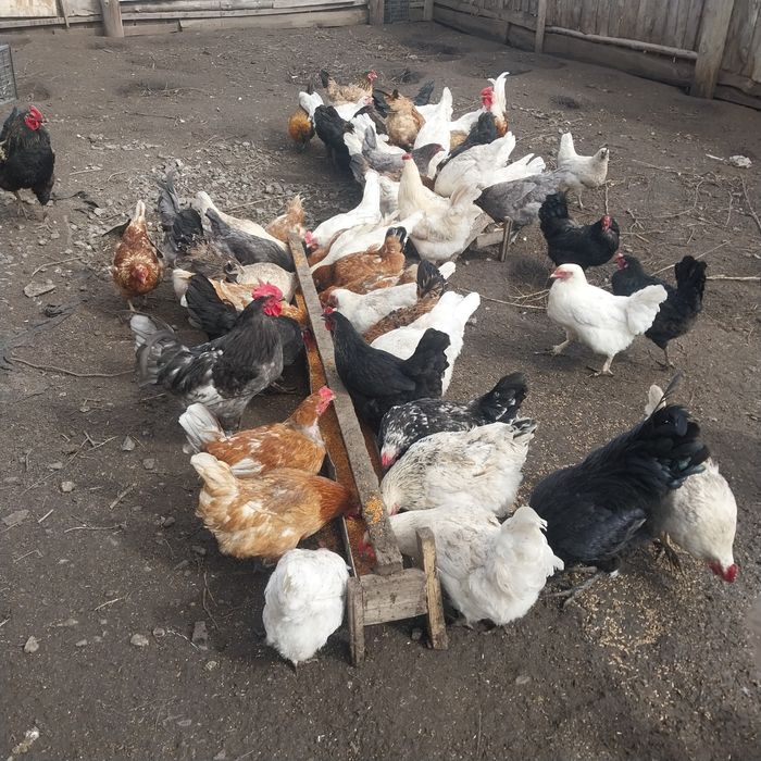 Молодые домашние куры.