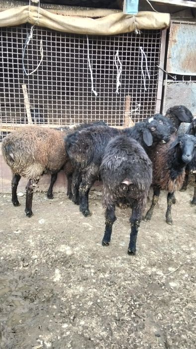 Продам токты кошкар