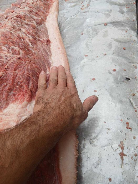 Продавам добре гледани БИО прасета