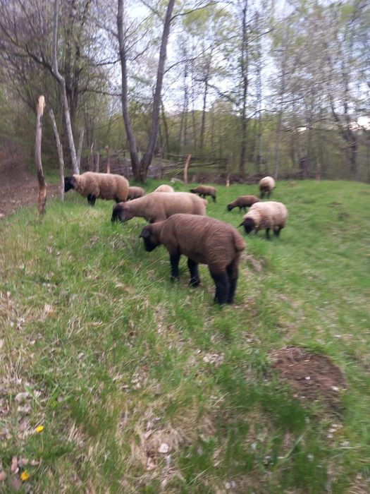 Miei suffolk de vânzare