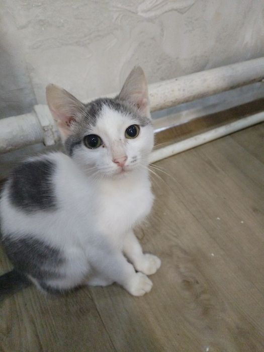Отдам котёнка в хорошие руки