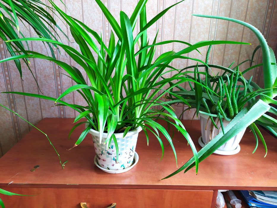 Сансевиерия высокая 130 см