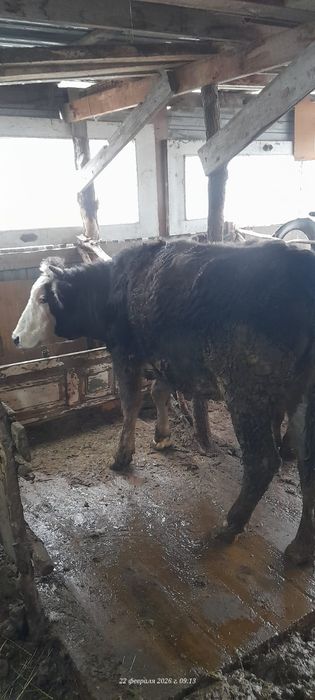 Ұзынағаш жаңақұрлыс