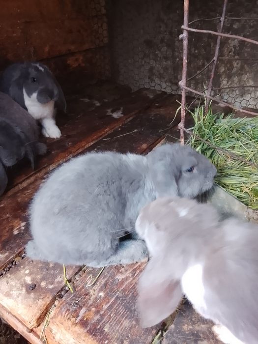Крольчата французский баран