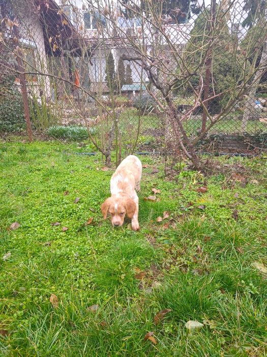 Елитни кученца  Епаньол бретон  от шампионско потекло