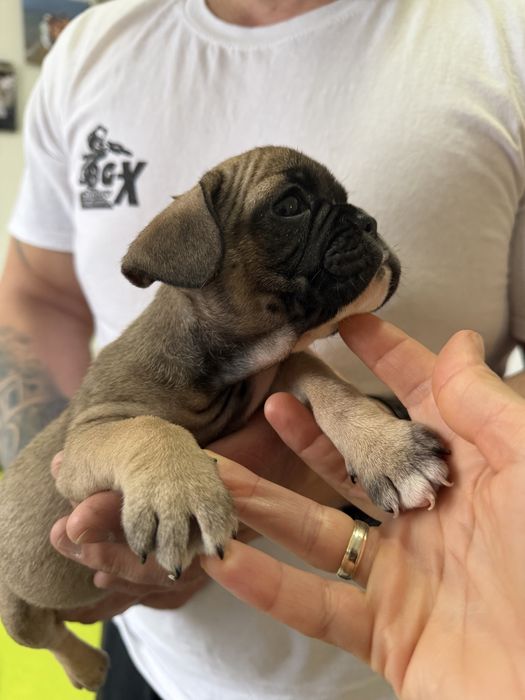 Френски булдог-кученца