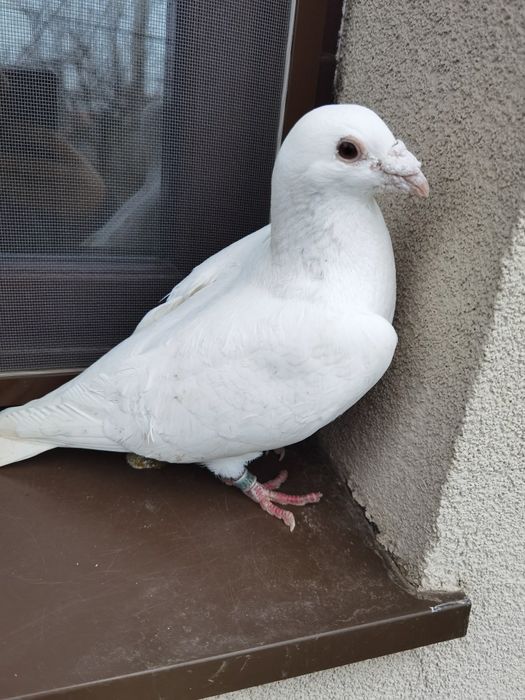 Porumbei voiajori albide vânzare 50 lei bucata