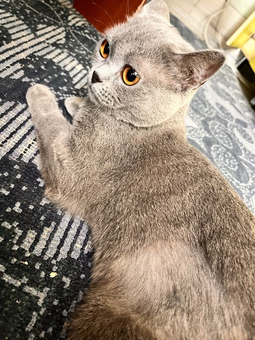 Отдам в добрые руки