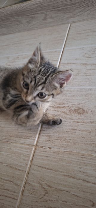 Котёнок мальчик красивый добрый