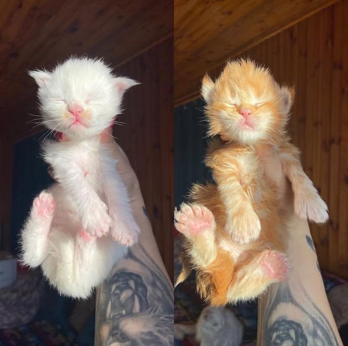 Котята Мейн Куны