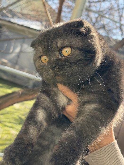 отдам даром в хорошие руки