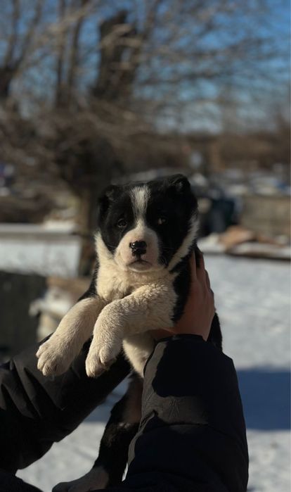 Продается чистокровный алабай