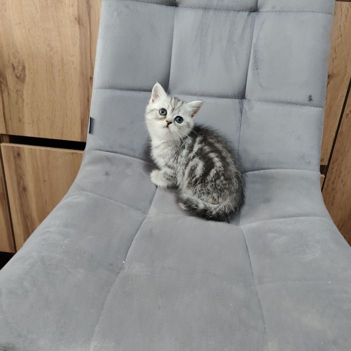 Котята Большой Выбор Алматы
