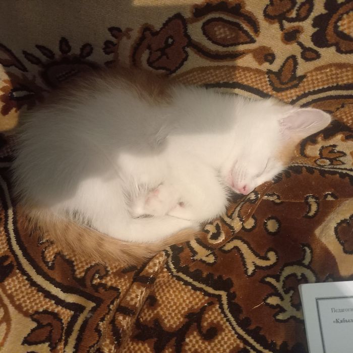 Котёнок девочка 2 месяцев