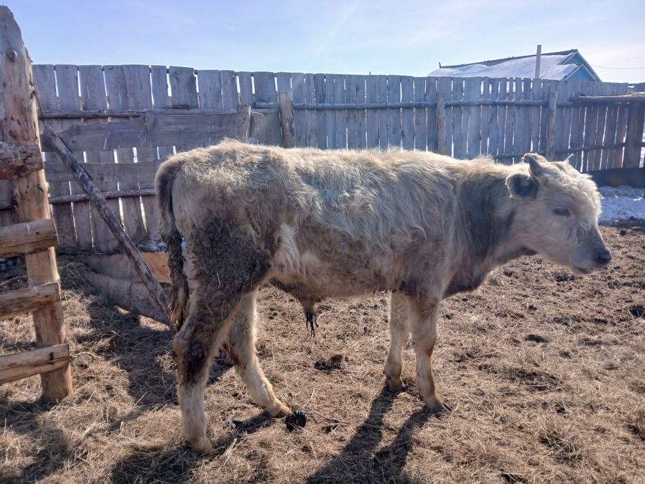 Продам бычков не откорм годовалые