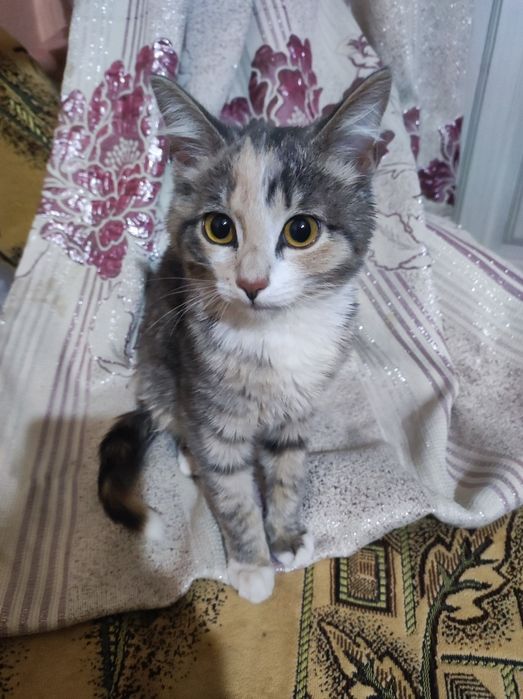 Котёнок трехцветка 4,5месяца