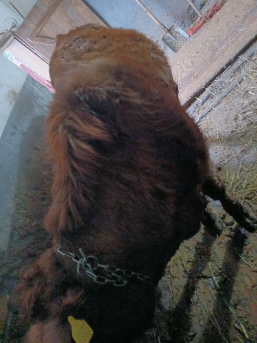 Vând  vaci  la alegere