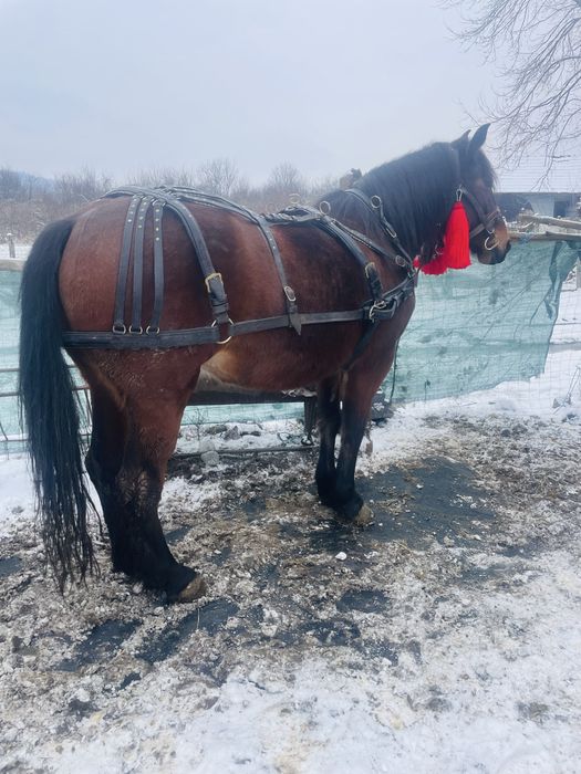 Iapa semi grea de 7 pe ani in aprilie ,1,75 la greaban