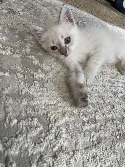 Отдам котят в хорошие руки