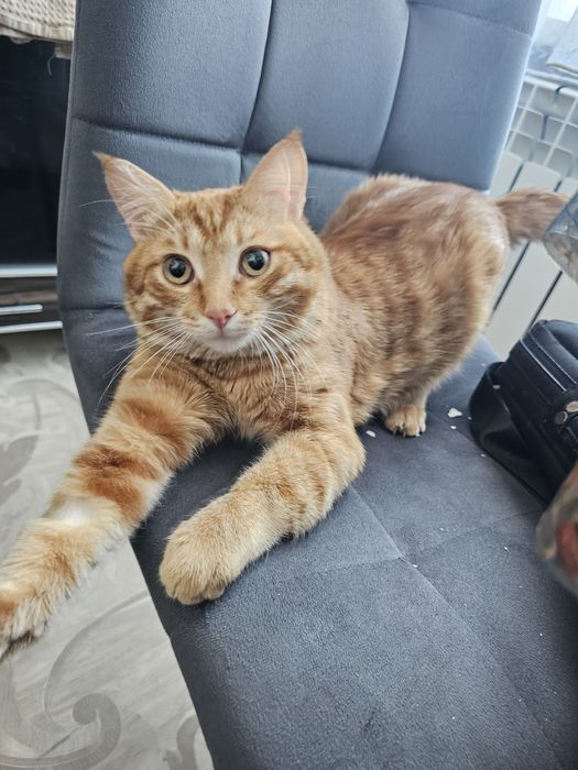 Отдам кота в добрые руки