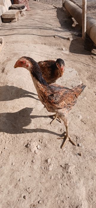 Kulangi joʻja sotiladi linyasi toza 100% sogʻlom