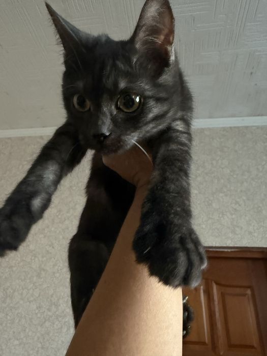 Отдам котенка подростка