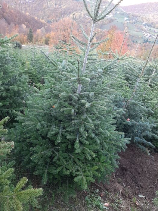 Vând brazi de Craciun sau pentru replantat din pepiniera proprie .